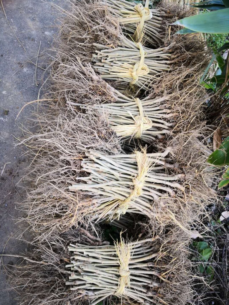 黑珍珠果桑（味甜耐寒品种南北方都可种植)