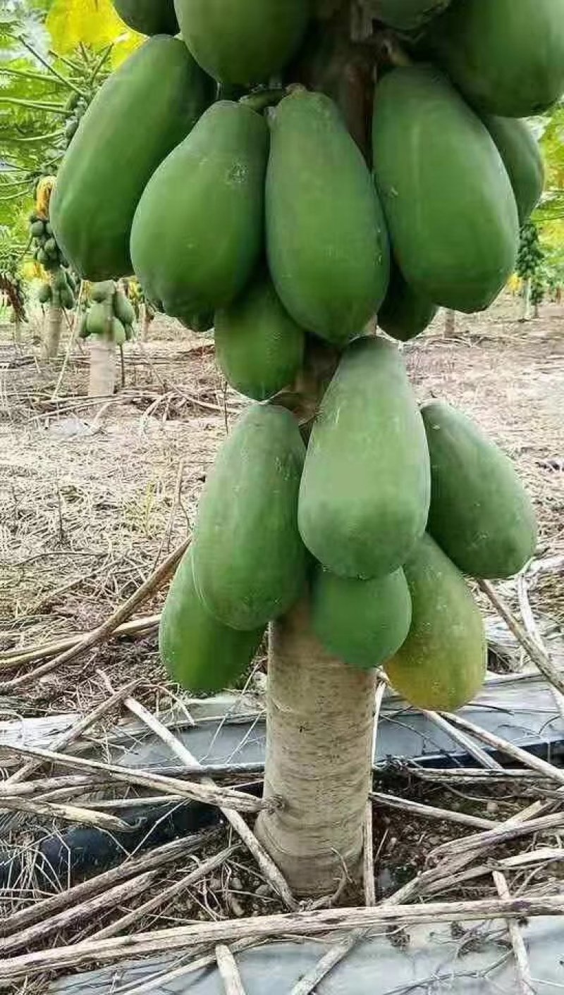 四季结果木苗红肉水果木瓜苗矮化大果木瓜苗当年结果带土包邮