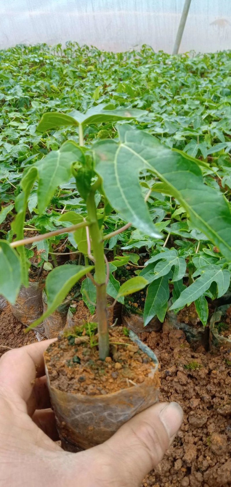 四季结果木苗红肉水果木瓜苗矮化大果木瓜苗当年结果带土包邮