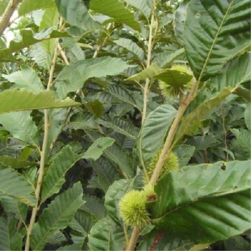 嫁接板栗苗大红袍板栗二年嫁接苗南方北方种植地栽果树苗当年