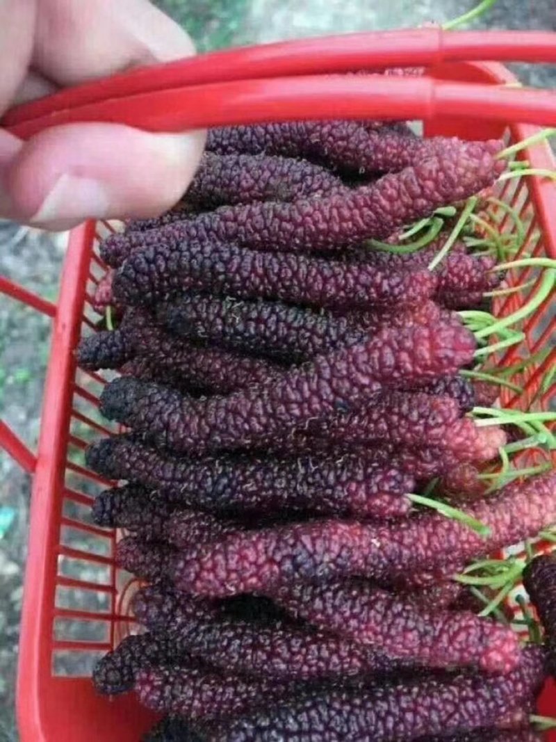 供应果桑树果桑苗