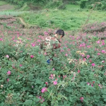 食用玫瑰花🌹🌹🌹