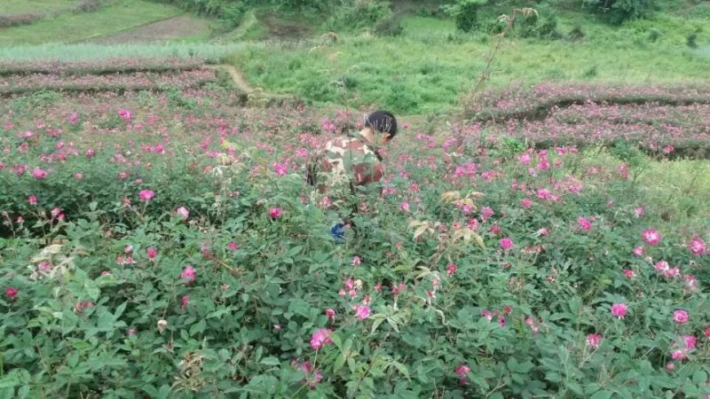 食用玫瑰花🌹🌹🌹