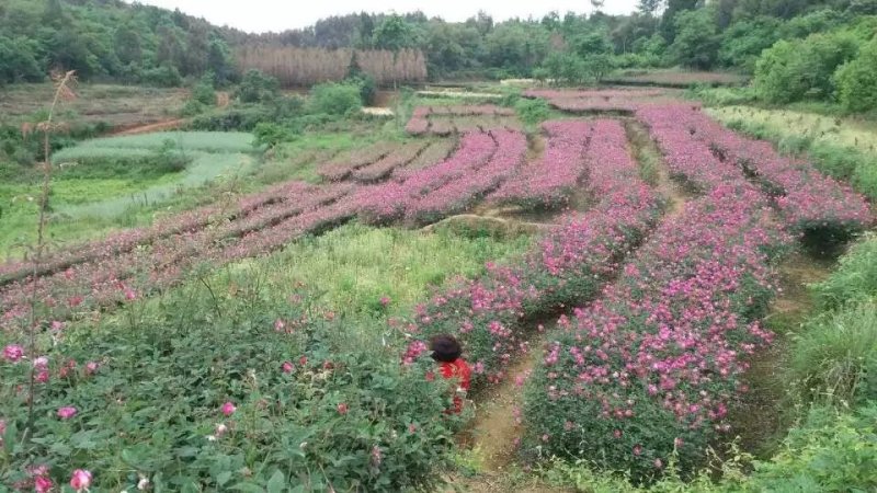 食用玫瑰花🌹🌹🌹