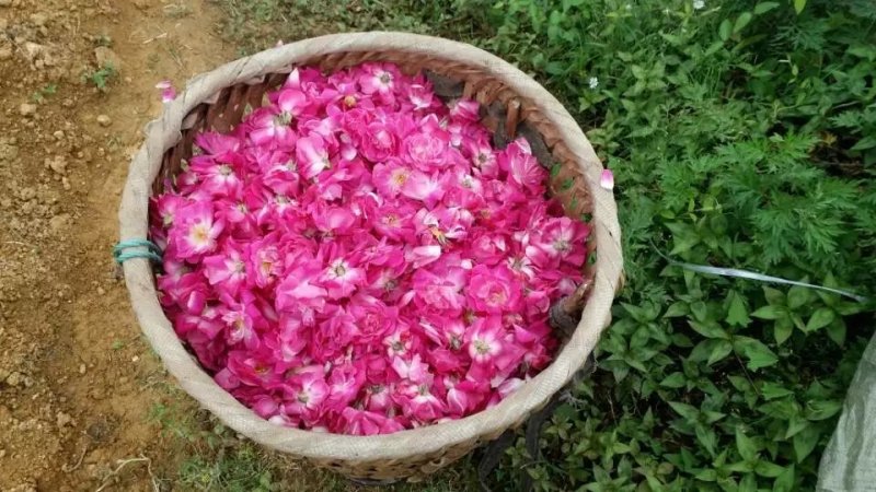 食用玫瑰花🌹🌹🌹