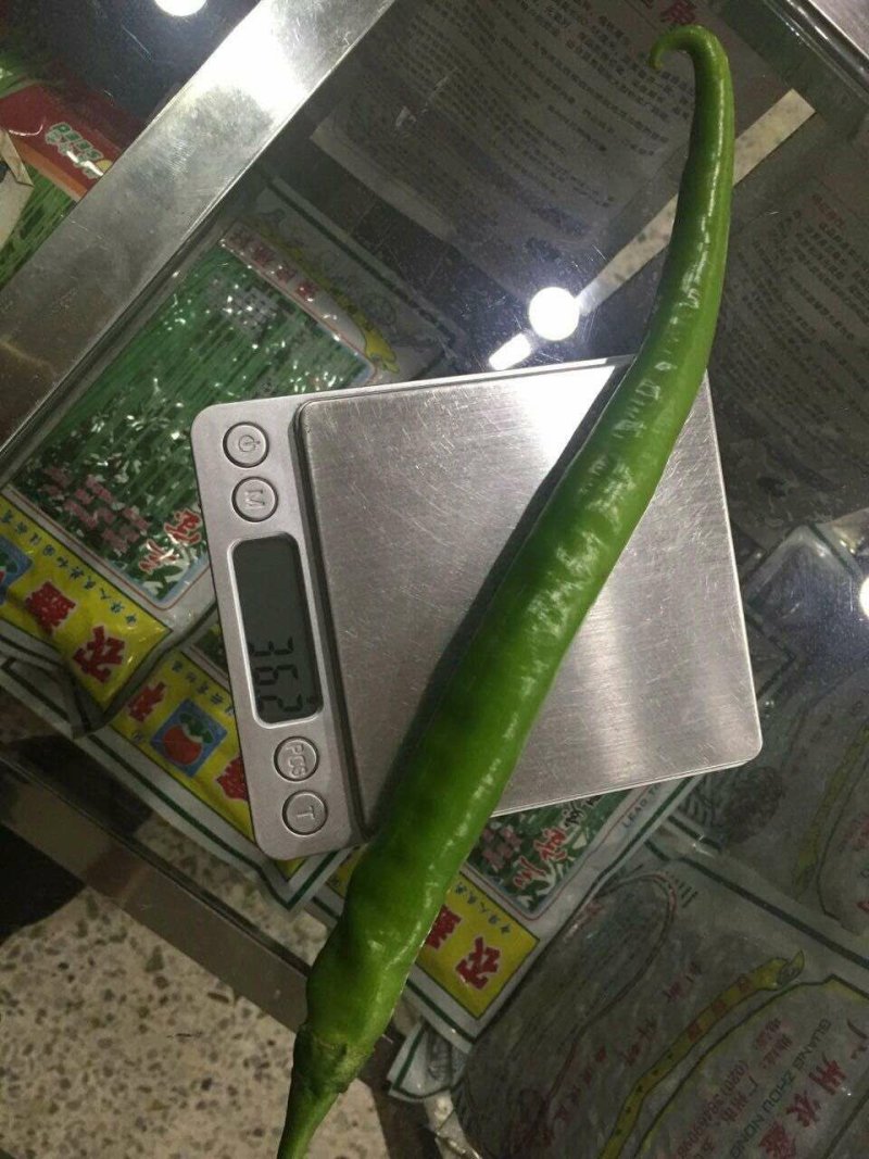 湖南线椒苗苗场直销价格优惠质量保证