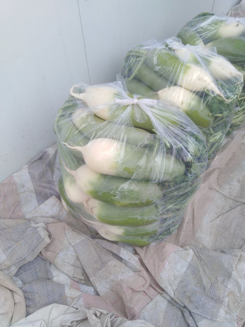 青萝卜，各种蔬菜常年供应