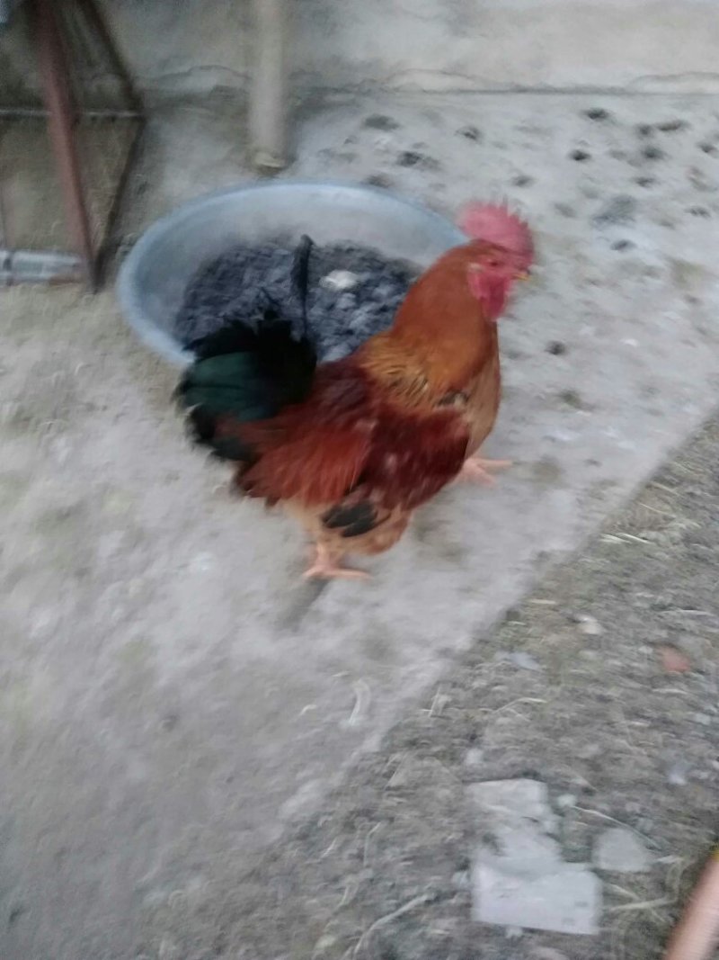 散养红毛柴公鸡