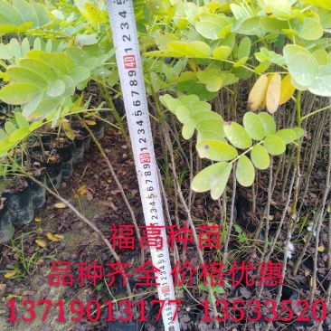 黄槐