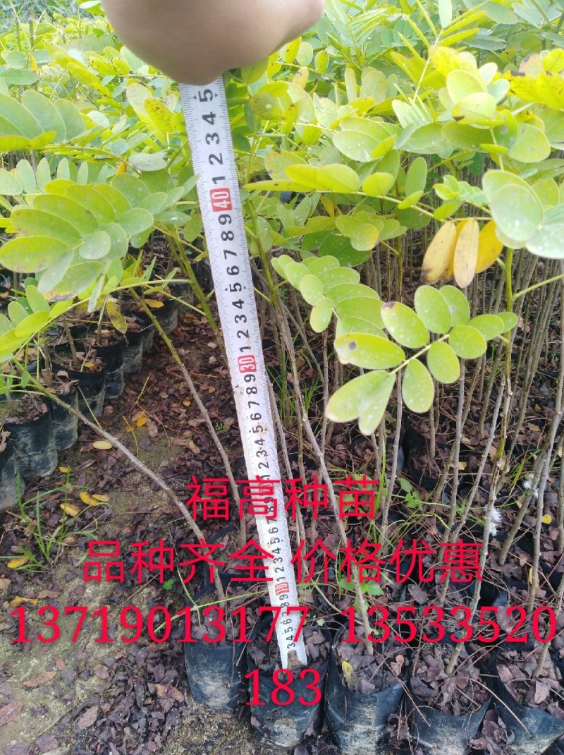 黄槐