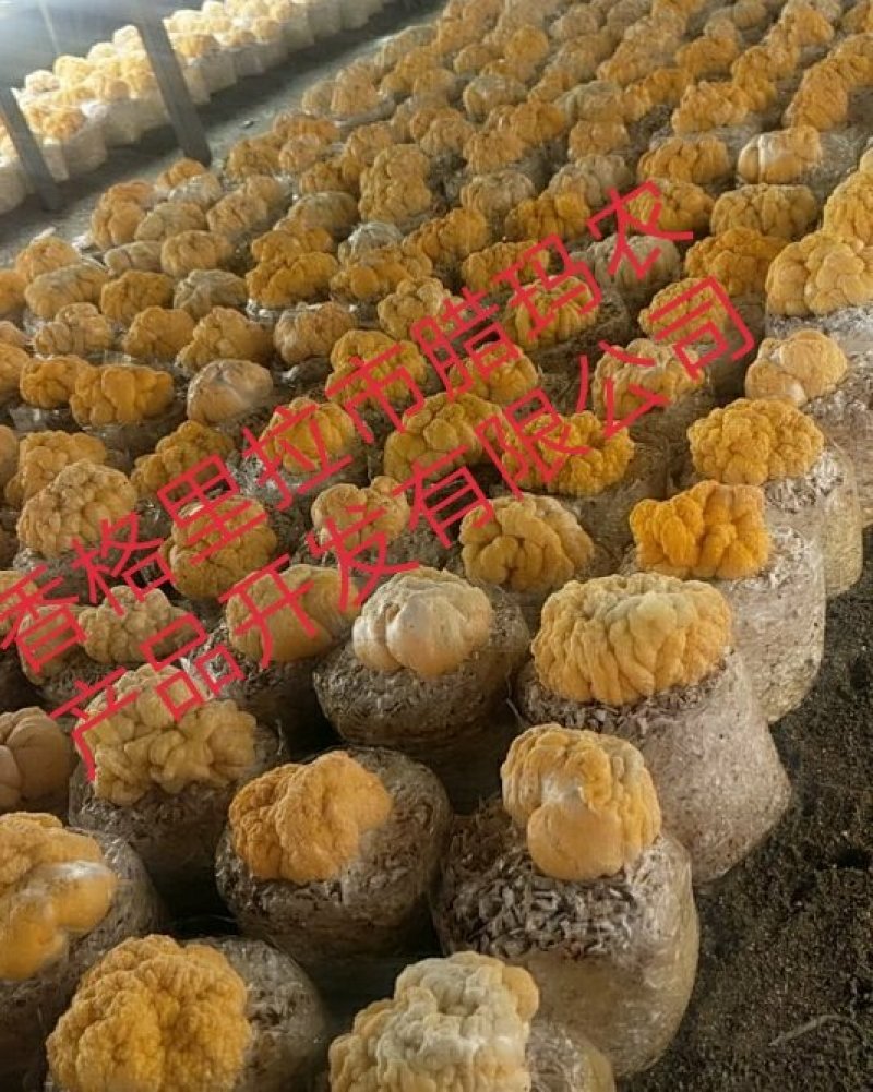 这几天天气冷ಥ_ಥ好慢哦转得