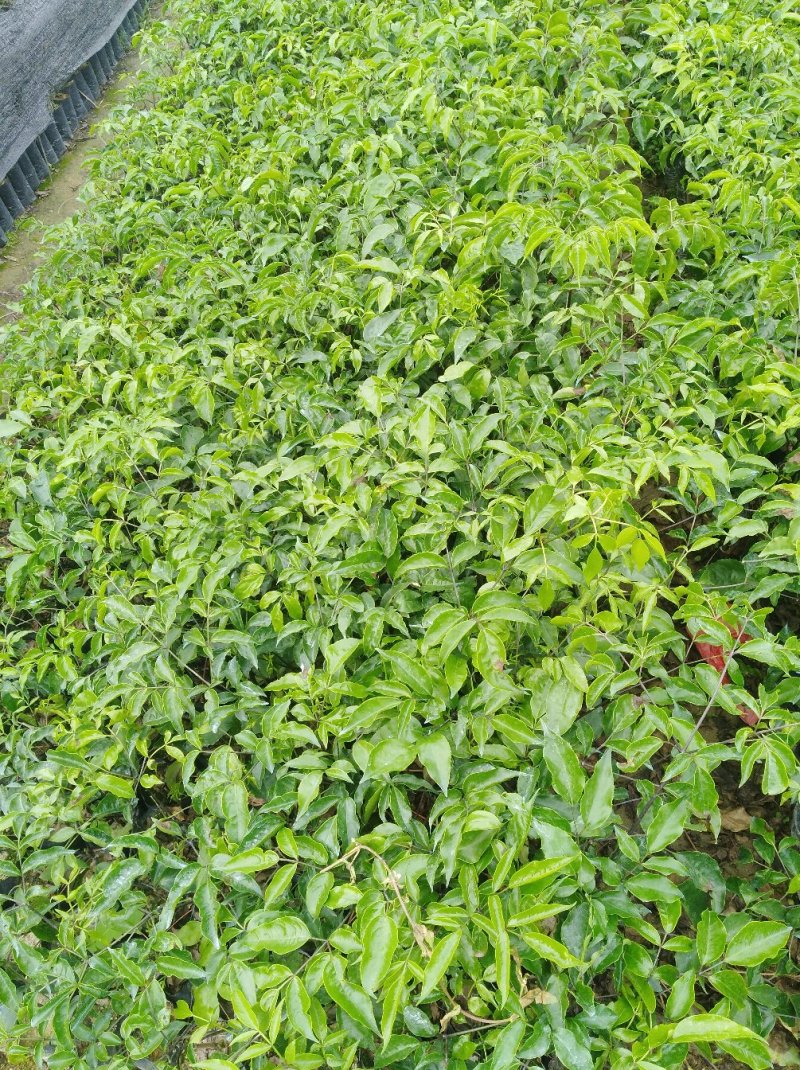 幌伞枫，广伞风
