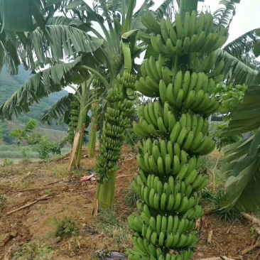 中蕉九号维斯廉B6红香蕉香蕉苗当年种植当年挂果