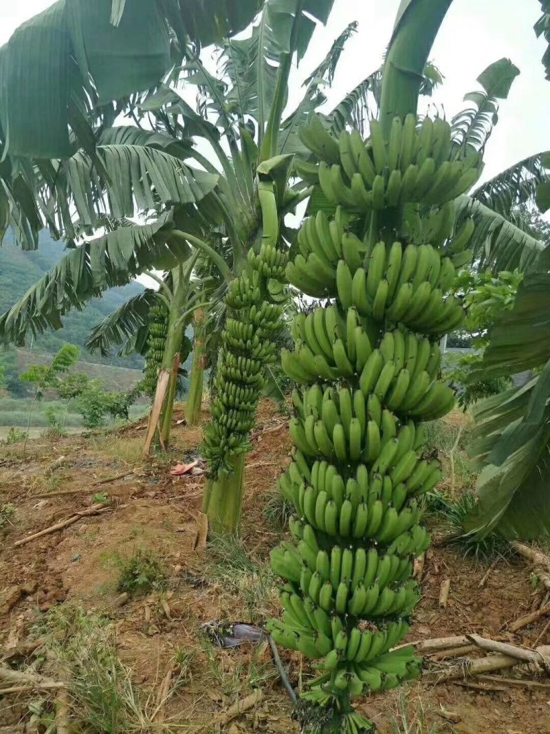 中蕉九号维斯廉B6红香蕉香蕉苗当年种植当年挂果