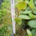 野牡丹小苗热卖树苗，广州，云南省