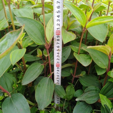 野牡丹小苗热卖树苗，广州，云南省