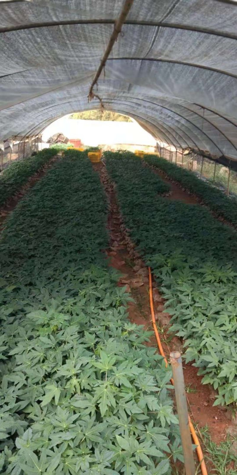 四季结果木苗红肉水果木瓜苗矮化大果木瓜苗当年结果带土包邮