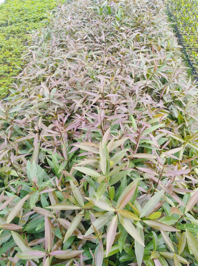 水蒲桃小苗广州热卖，云南欢迎来到广东广州绿化树苗造林苗复