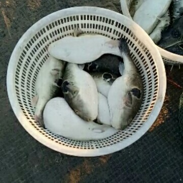 王氏水产