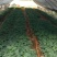 红肉木瓜苗水果木瓜苗当年结果