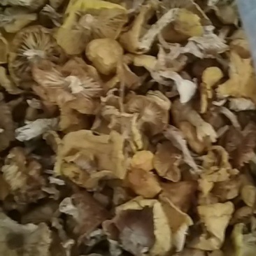 野生菌