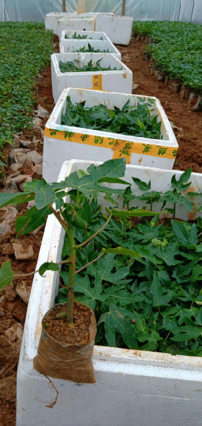 红肉木瓜苗水果木瓜苗当年结果