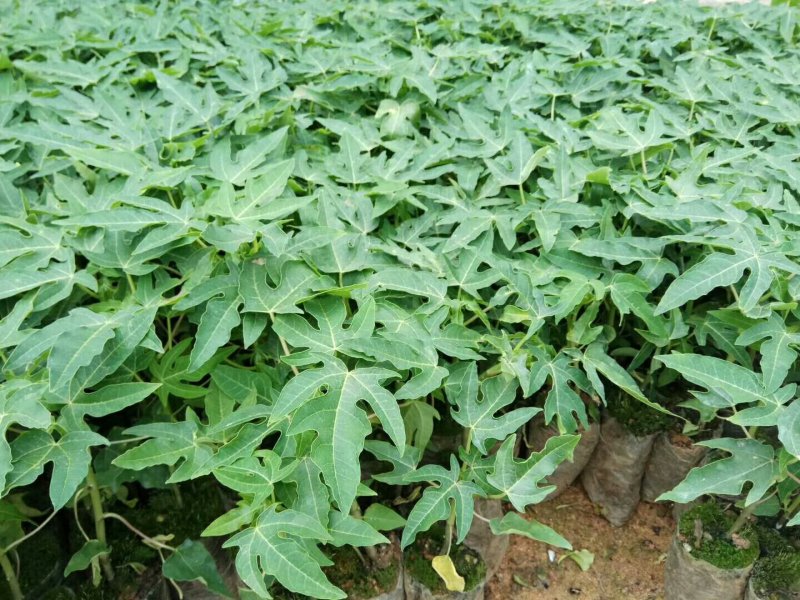 红肉木瓜苗水果木瓜苗当年结果