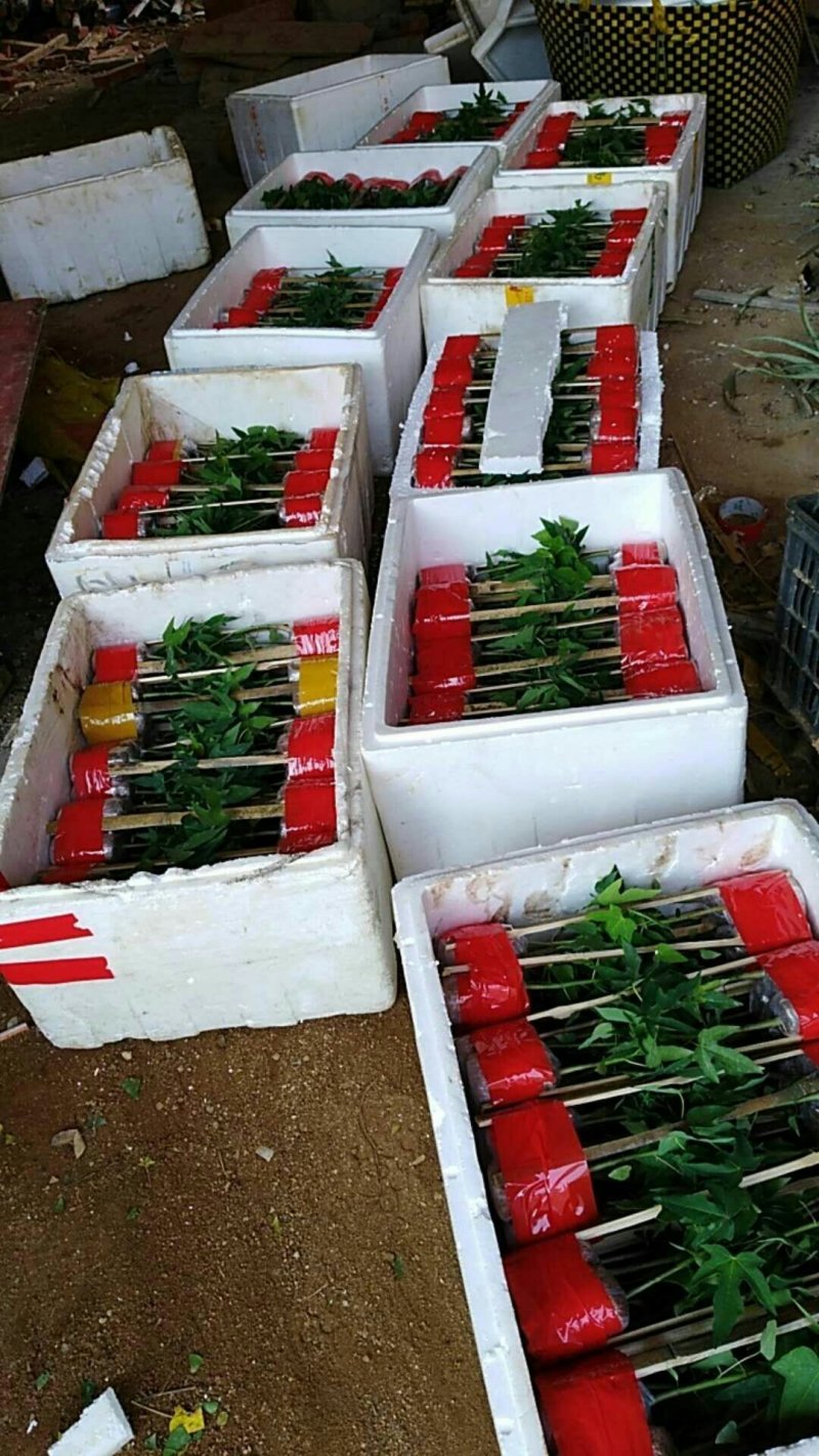 红肉木瓜苗水果木瓜苗当年结果