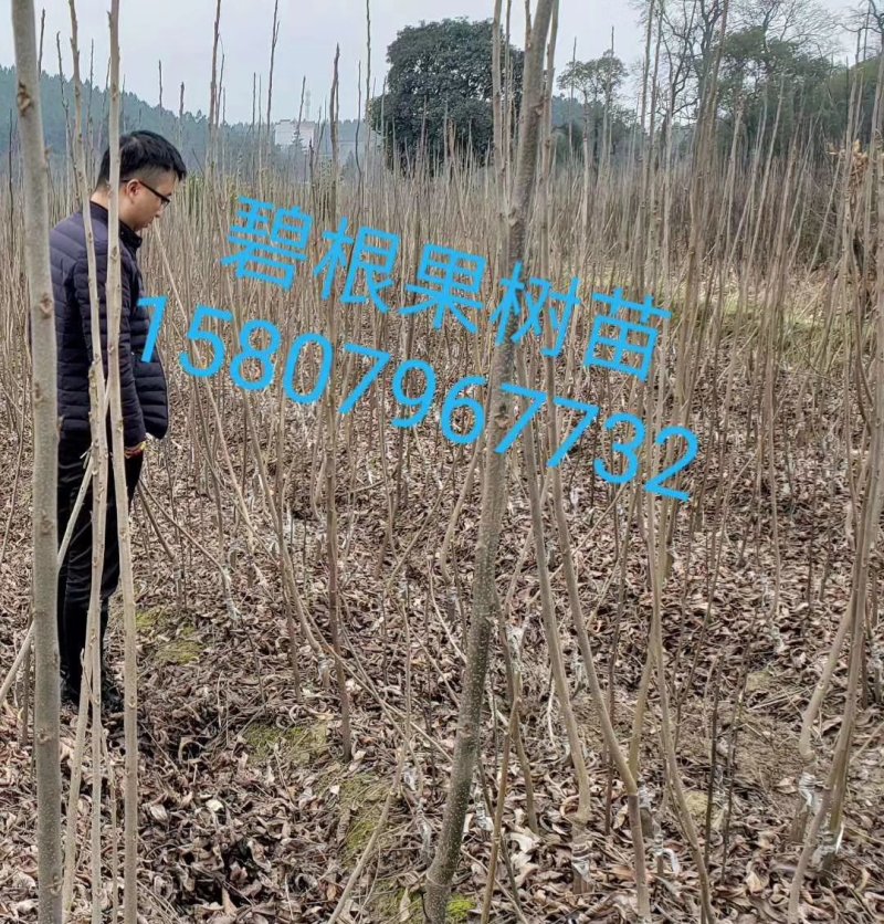 美国薄壳山核桃（碧根果）