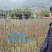 美国薄壳山核桃（碧根果）