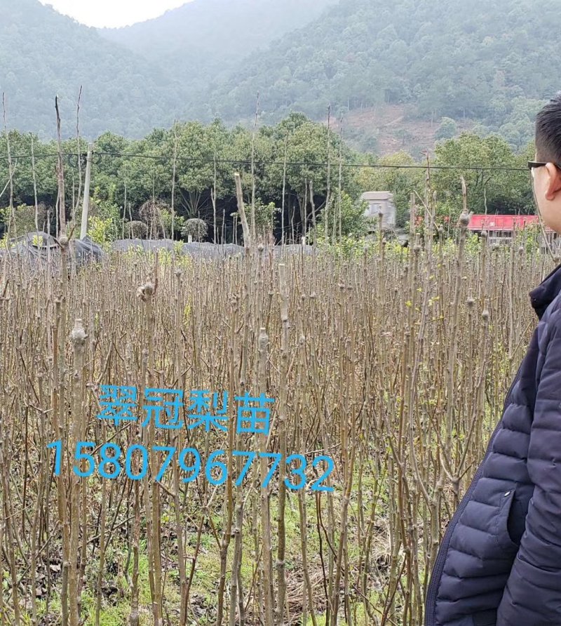 美国薄壳山核桃（碧根果）