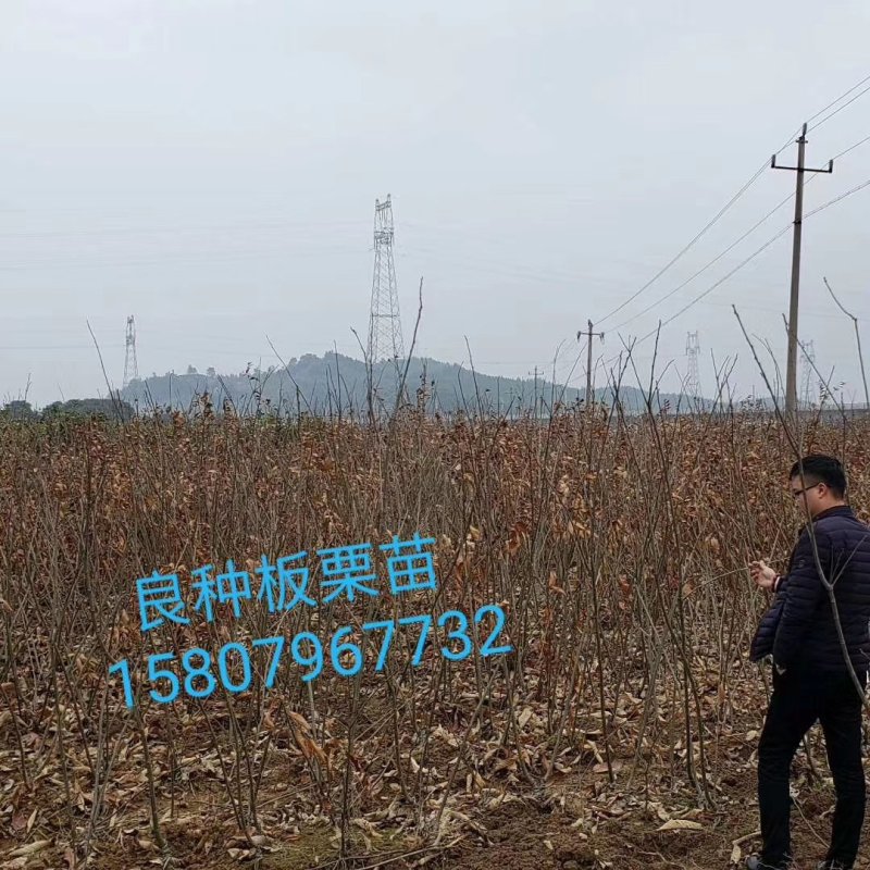 美国薄壳山核桃（碧根果）