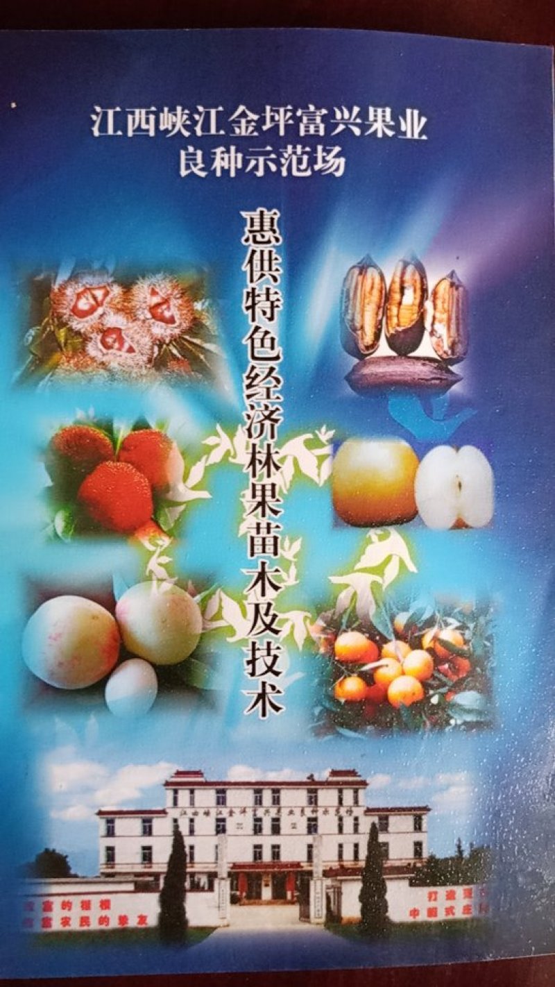 美国薄壳山核桃（碧根果）