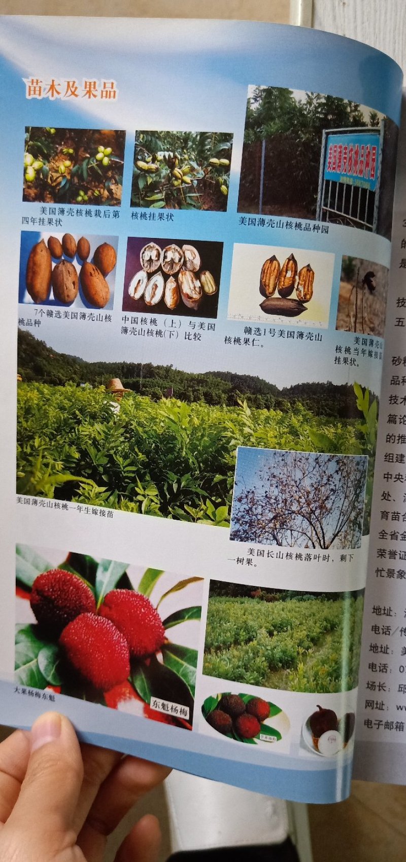 美国薄壳山核桃（碧根果）