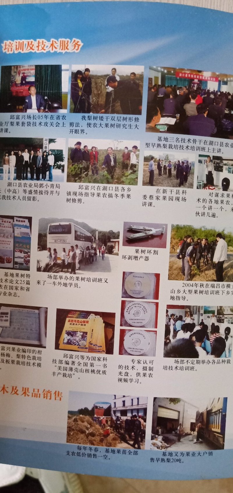 美国薄壳山核桃（碧根果）