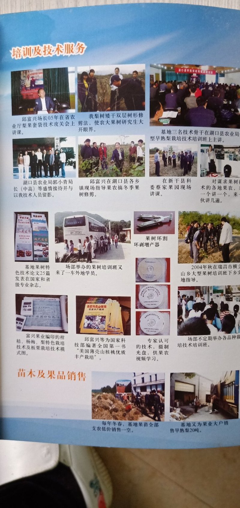 美国薄壳山核桃（碧根果）
