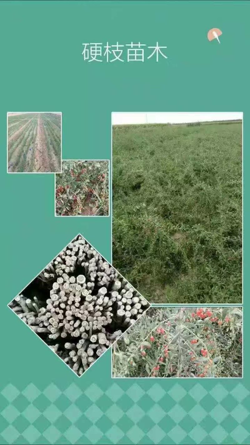 现有20万宁杞一号，四十万宁杞5号，四十万宁杞7号两年生