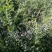 现有20万宁杞一号，四十万宁杞5号，四十万宁杞7号两年生
