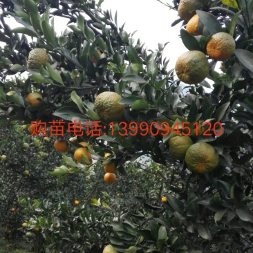 岩溪晚芦，芦柑丶柑子、晚熟碰柑