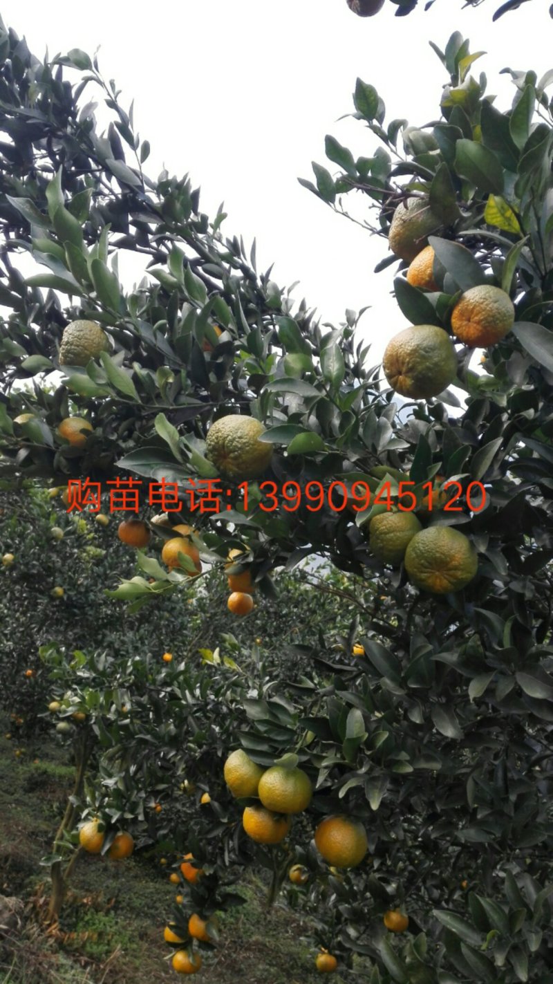 岩溪晚芦，芦柑丶柑子、晚熟碰柑