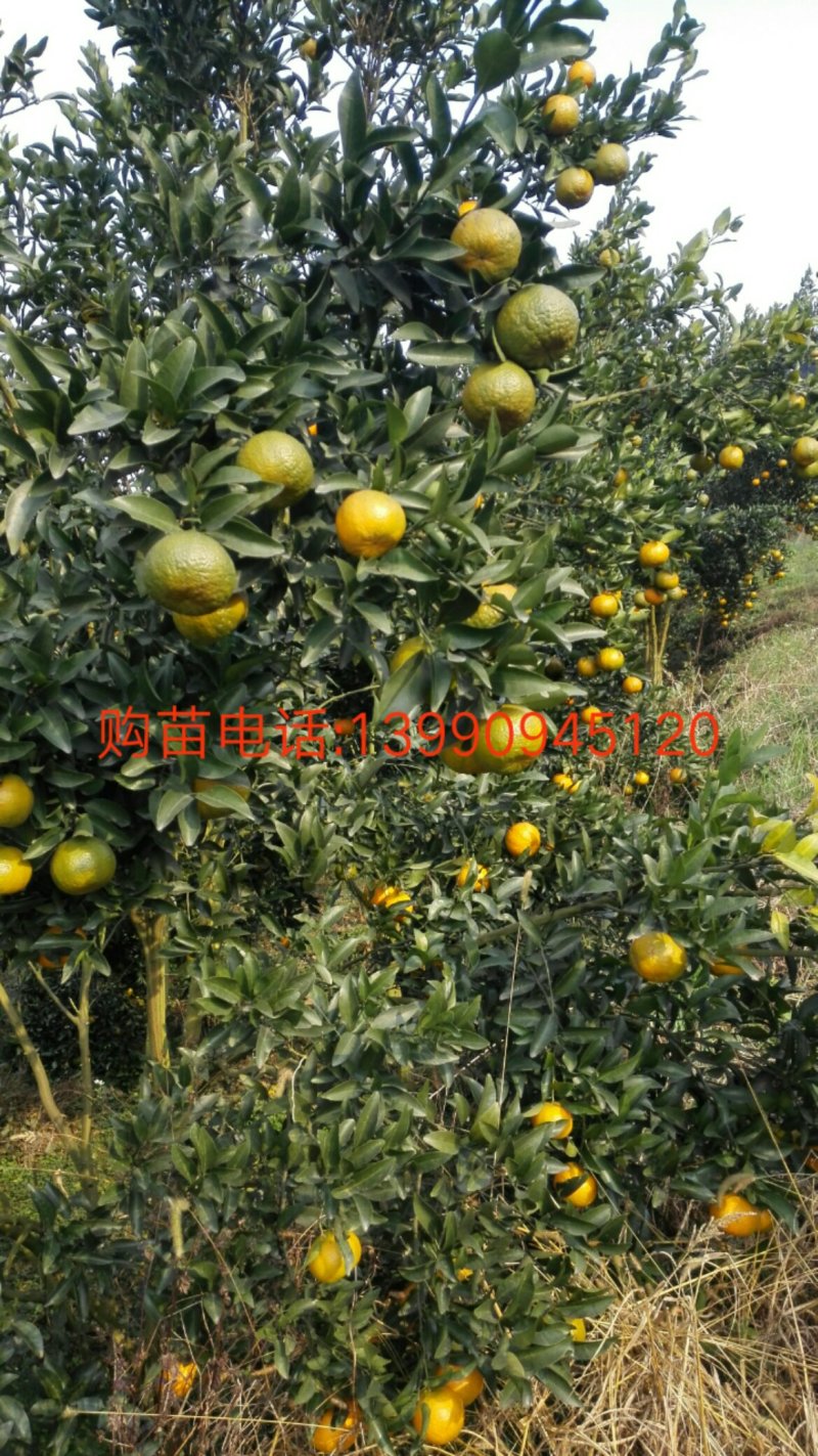 岩溪晚芦，芦柑丶柑子、晚熟碰柑