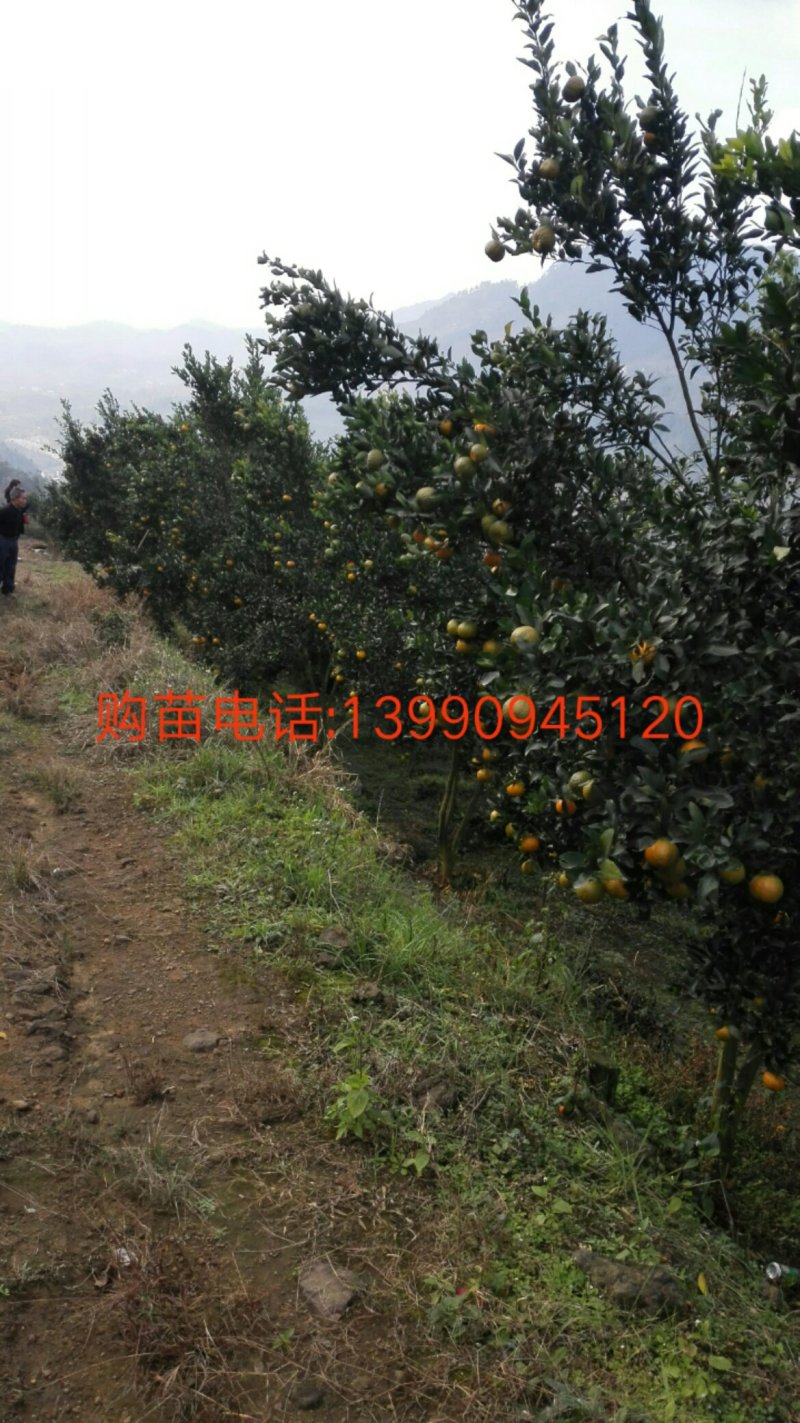 岩溪晚芦，芦柑丶柑子、晚熟碰柑