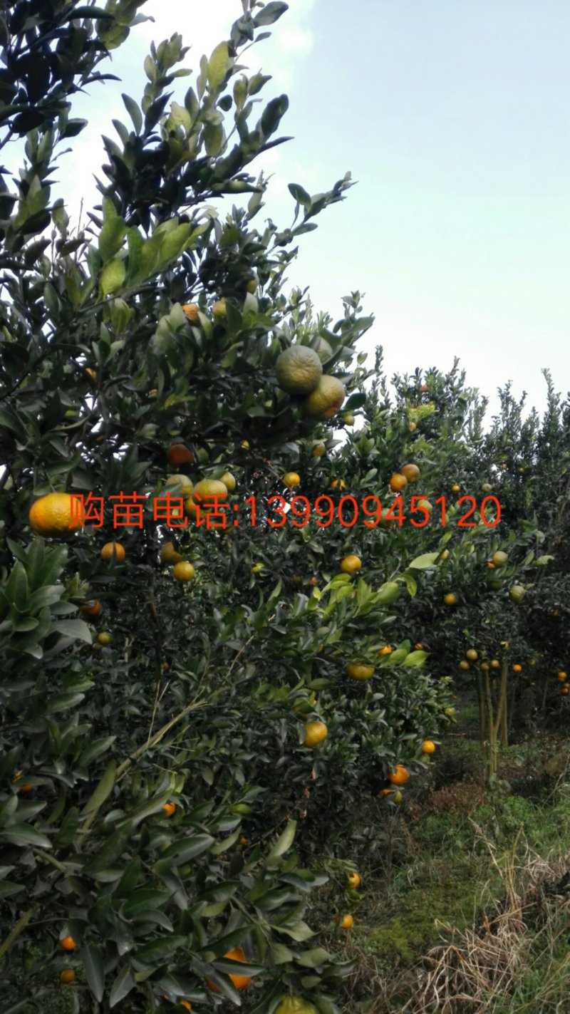 岩溪晚芦，芦柑丶柑子、晚熟碰柑
