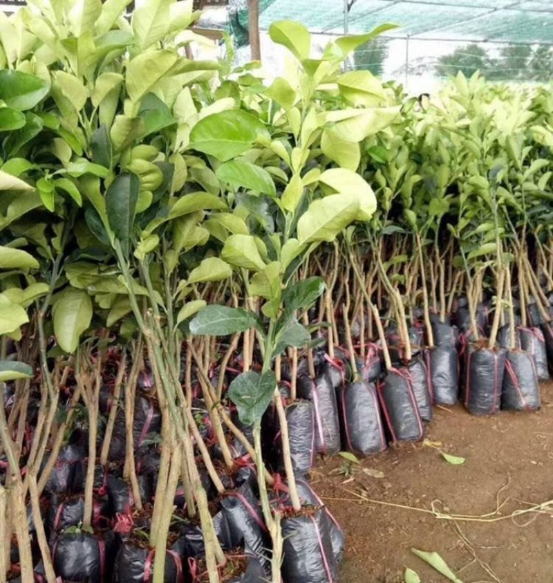 泰国青皮柚苗红心青蜜柚子树苗新品种包邮可盆栽地裁南北方种