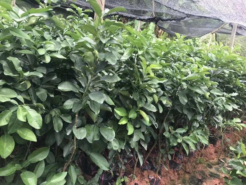 泰国青皮柚苗红心青蜜柚子树苗新品种包邮可盆栽地裁南北方种