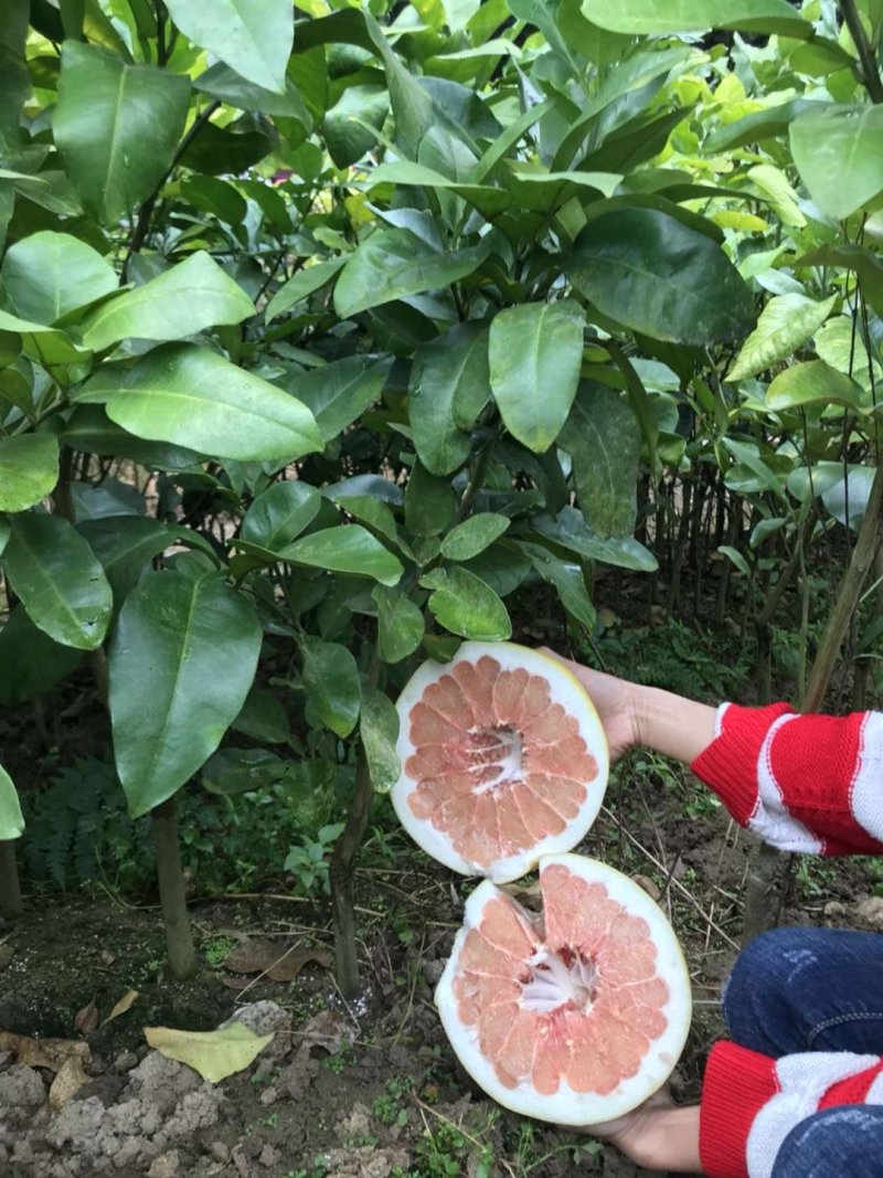 泰国青皮柚苗红心青蜜柚子树苗新品种包邮可盆栽地裁南北方种