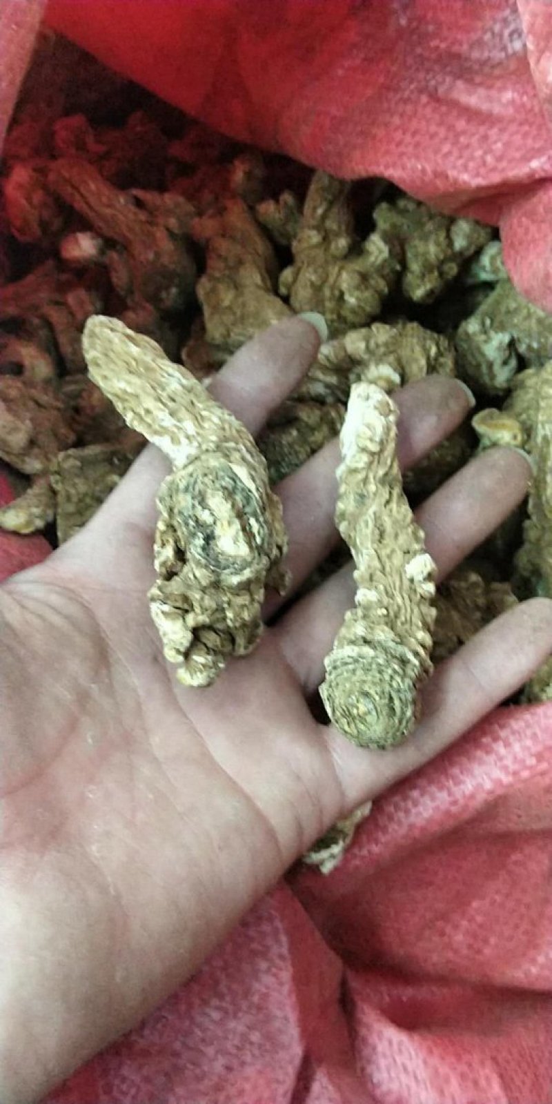 正规货源量大从优一手货源新鲜当归直供农场