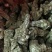 正规货源量大从优一手货源新鲜当归直供农场