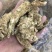 正规货源量大从优一手货源新鲜当归直供农场