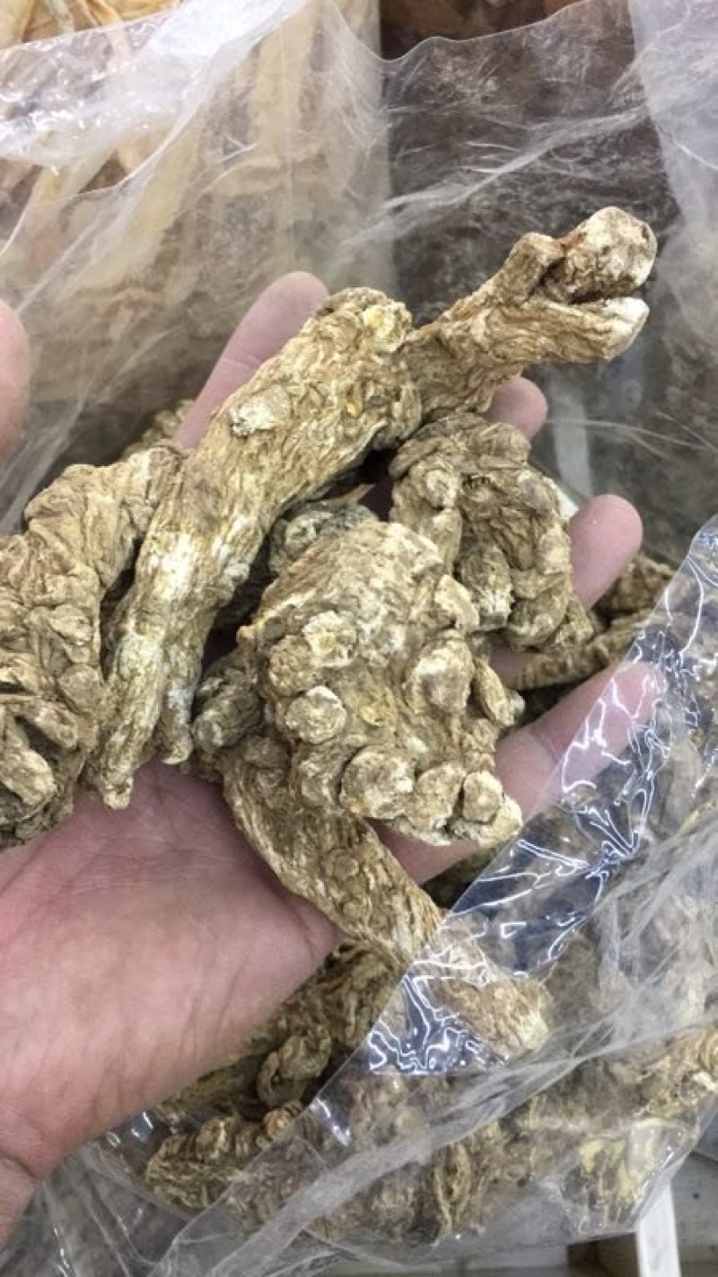 正规货源量大从优一手货源新鲜当归直供农场